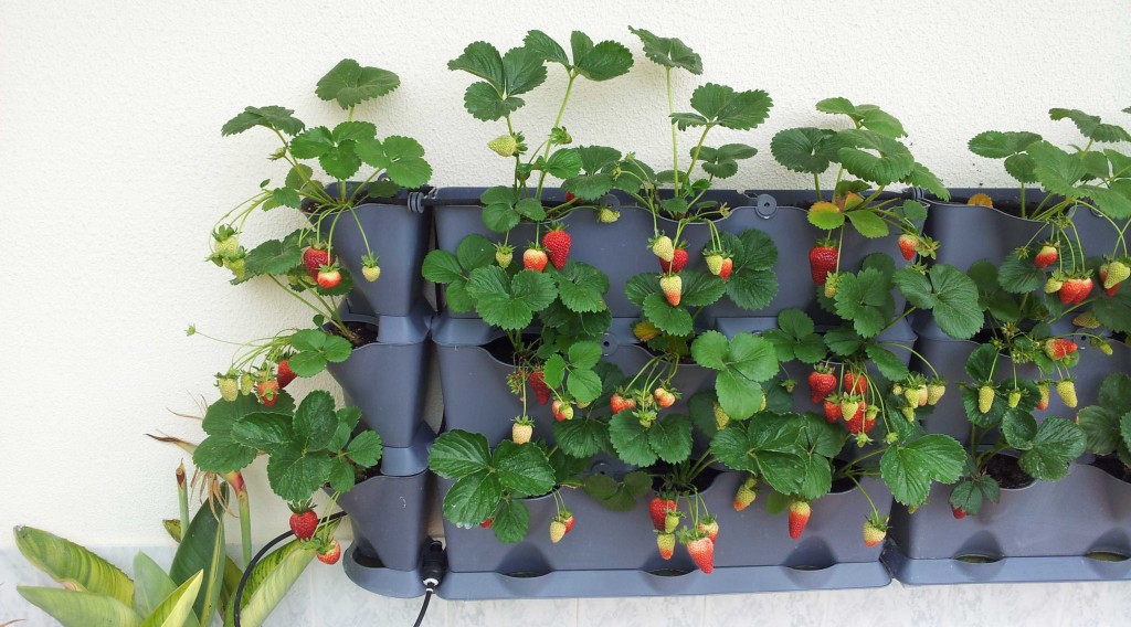 mounted minigarden vertical strawberries