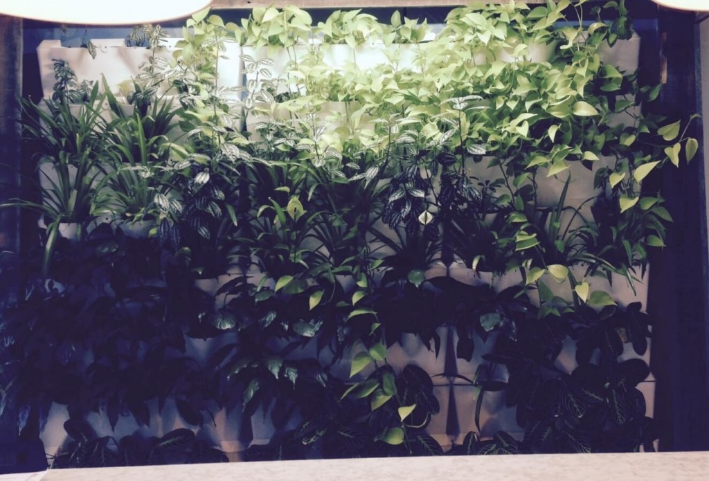 Minigarden Greenwall Front Angle