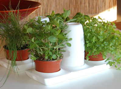 Growing Herbs with Kids