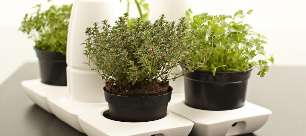 Minigarden Basic Herbs Thyme