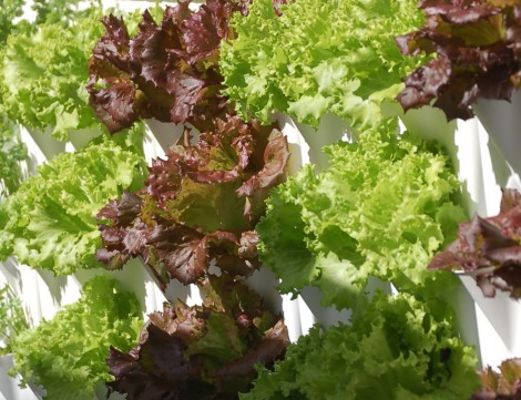 Minigarden Lettuce