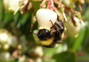 Open Pollination