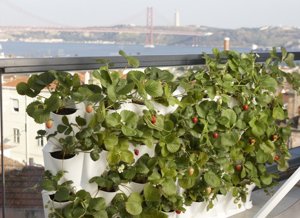 San Francisco Minigarden Vertical Strawberries